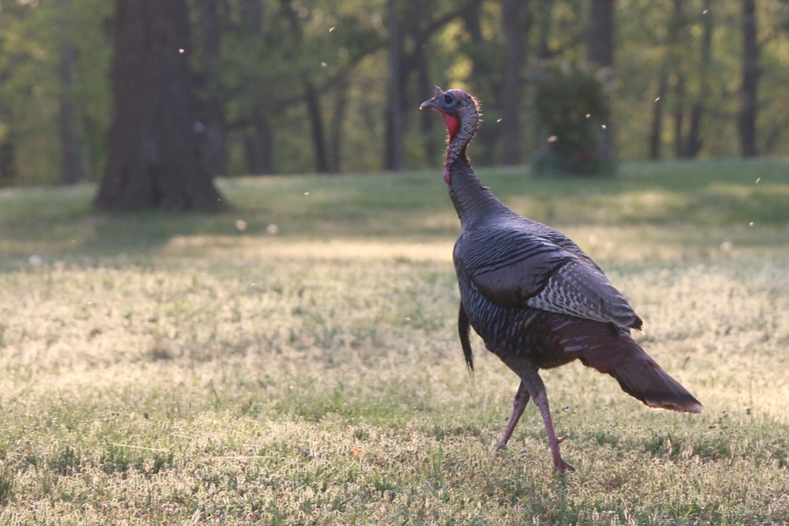 PRACTICE TIPS FOR BOWHUNTING TURKEYS - by Tracy Breen - Pine Ridge Archery