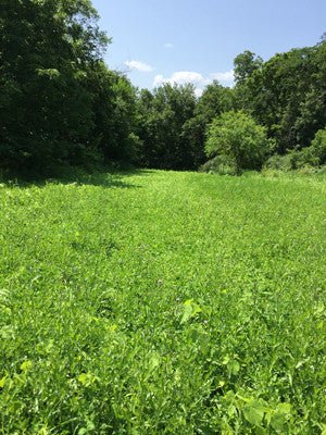 BUILDING AN EDGE - FOOD PLOT SECRETS - Pine Ridge Archery