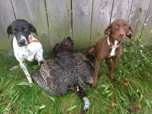 FALL TURKEY HUNTING WITH STICK AND STRING - Pine Ridge Archery